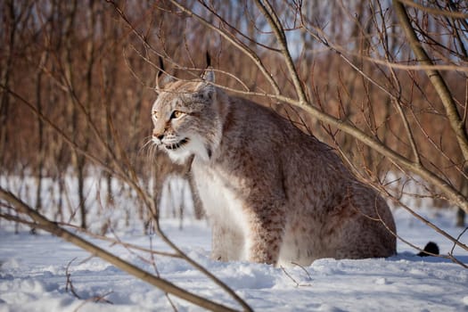 Beautiful Eurasian bobcat, lynx lynx, in winter field