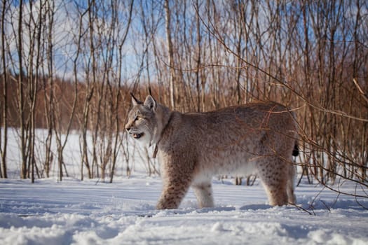 Beautiful Eurasian bobcat, lynx lynx, in winter field