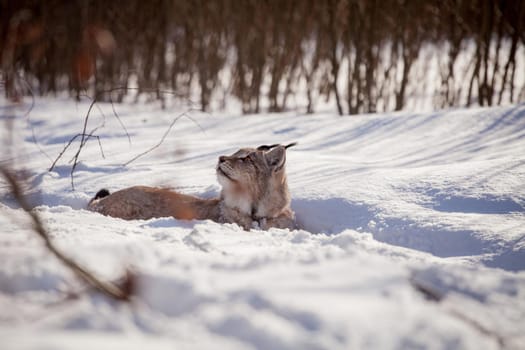 Beautiful Eurasian bobcat, lynx lynx, in winter field