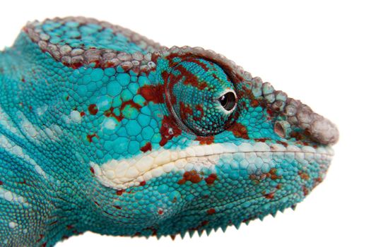 The panther chameleon Nosi be, Furcifer pardalis isolated on white background