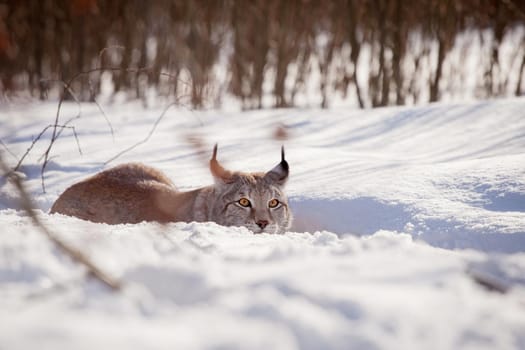 Beautiful Eurasian bobcat, lynx lynx, in winter field