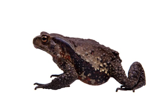 Vietnamese toad, Bufo sp, isolated on white background