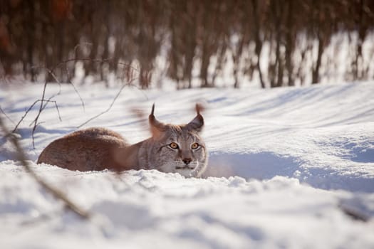 Beautiful Eurasian bobcat, lynx lynx, in winter field