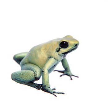 The golden poison frog, Phyllobates terribilis Mint, isolated on white background.