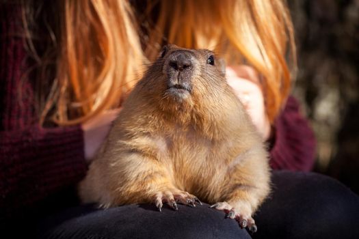 The bobak marmot in autumn park, Marmota bobak, or steppe marmot