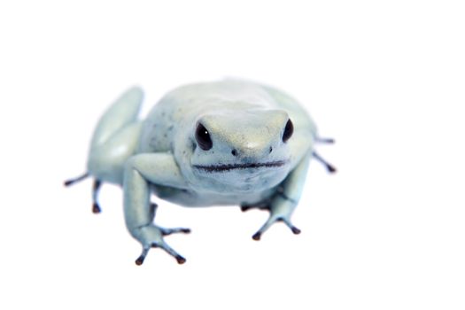 The golden poison frog, Phyllobates terribilis Mint, isolated on white background.