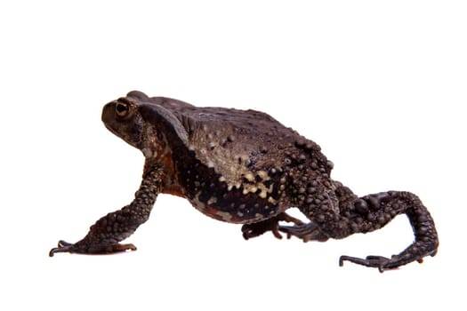 Vietnamese toad, Bufo sp, isolated on white background