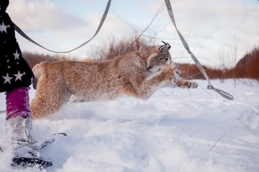 Beautiful Eurasian bobcat, lynx lynx, in winter field