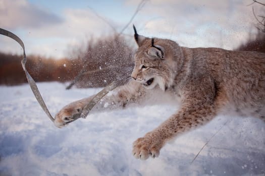 Beautiful Eurasian bobcat, lynx lynx, in winter field