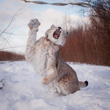 Beautiful Eurasian bobcat, lynx lynx, in winter field