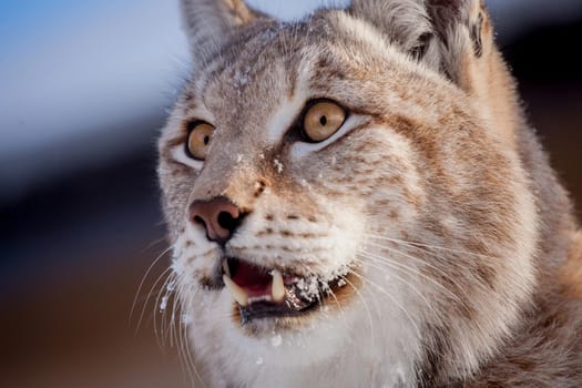 Beautiful Eurasian bobcat, lynx lynx, in winter field