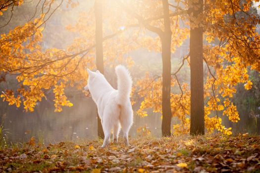 Amazing white swiss shepherd dog in autumn park