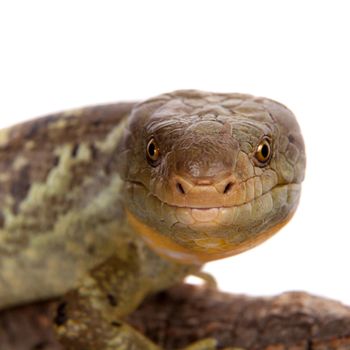 The Solomon Islands skink, Corucia zebrata, on white background