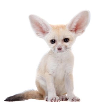 Pretty Fennec fox, Vulpes or Fennecus zerda cub on white background