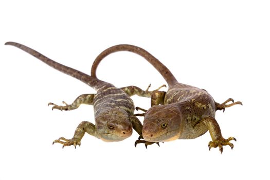 The Solomon Islands skink, Corucia zebrata, on white background