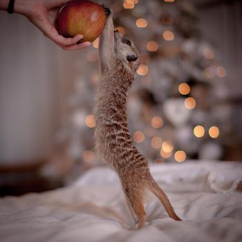 The meerkat or suricate, Suricata suricatta, in decorated room with Christmass tree. New Years celebration.