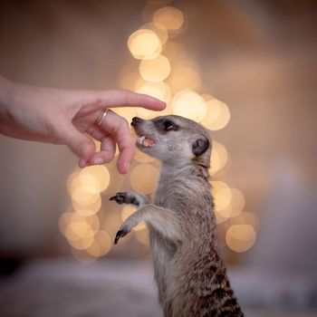 The meerkat or suricate, Suricata suricatta, in decorated room with Christmass tree. New Years celebration.