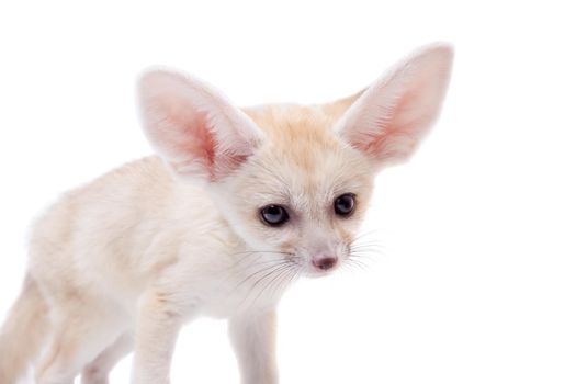 Pretty Fennec fox, Vulpes or Fennecus zerda cub on white background