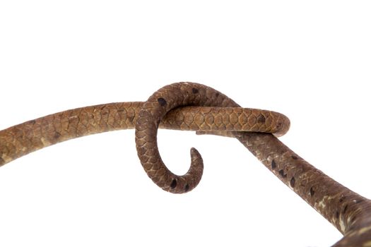 The Solomon Islands skink, Corucia zebrata, on white background