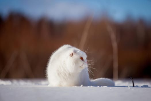 White cottish Fold cat portrait in winter field