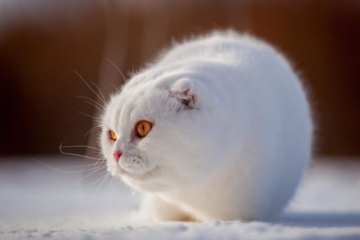 White cottish Fold cat portrait in winter field