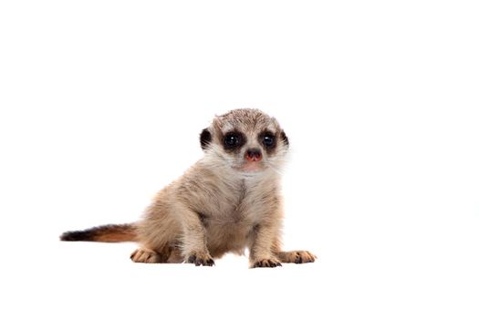 The meerkat or suricate cub, Suricata suricatta, isolated on white