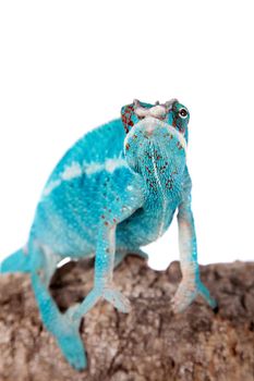 The panther chameleon Nosi be, Furcifer pardalis isolated on white background