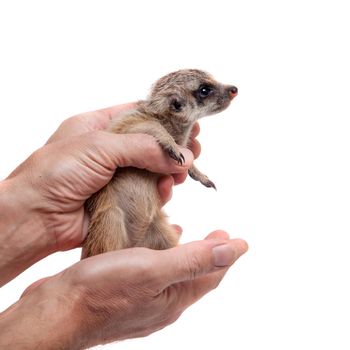 The meerkat or suricate cub, Suricata suricatta, isolated on white