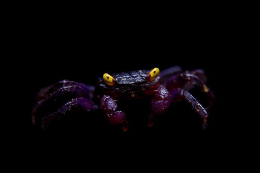 Little Purple Vampire Crab, Geosesarma dennerle, isolated on black background