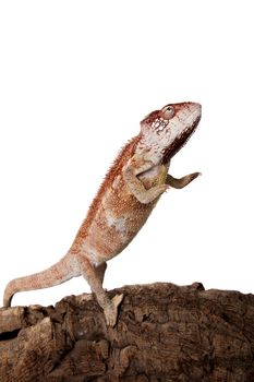 The Oustalet's or Malagasy giant chameleon, Furcifer oustaleti, female isolated on white
