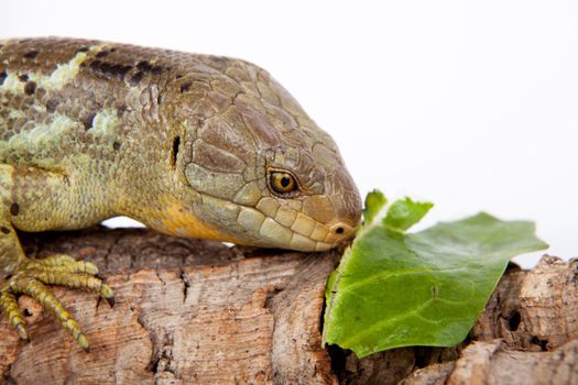 The Solomon Islands skink, Corucia zebrata, on white background