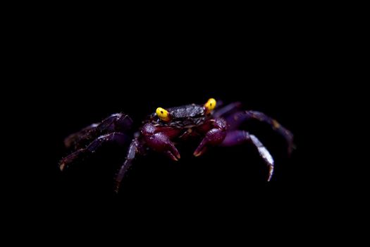 Little Purple Vampire Crab, Geosesarma dennerle, isolated on black background