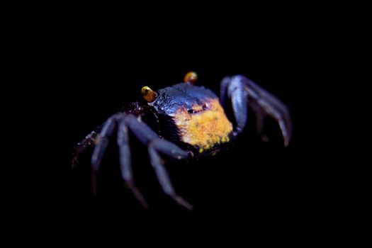Little Purple Vampire Crab, Geosesarma dennerle, isolated on black background