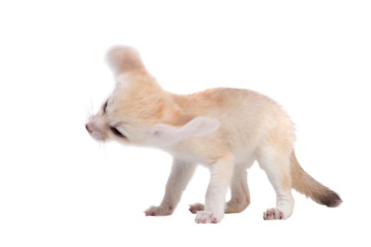 Pretty Fennec fox, Vulpes or Fennecus zerda cub on white background