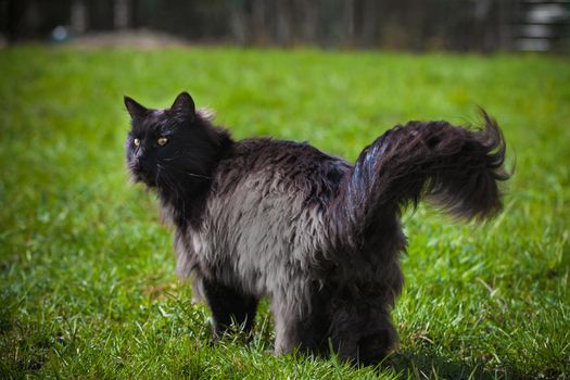 Black Maine Coon cat on green grass in a garden