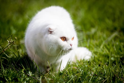 Scottish Fold cat isolated on on green meadow