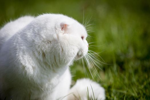 Scottish Fold cat isolated on on green meadow