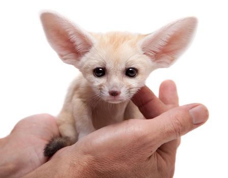 Pretty Fennec fox, Vulpes or Fennecus zerda cub on white background