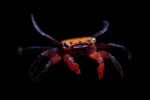 Little Red devil Crab, Geosesarma hagen, isolated on black background