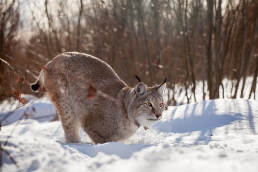 Beautiful Eurasian bobcat, lynx lynx, in winter field