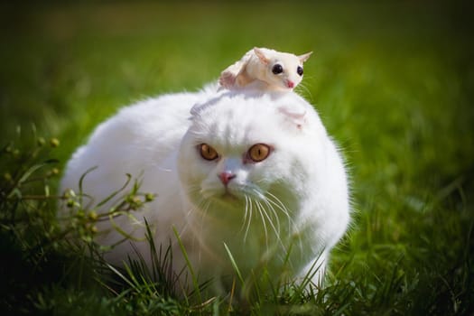 White Scottish Fold cat with cute white sugar glider on green grass