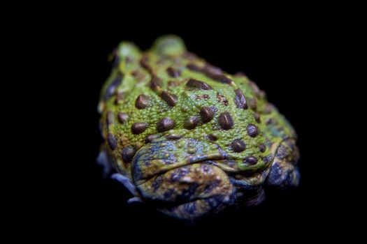 The African bullfrog, Pyxicephalus adspersus, isolated on black background