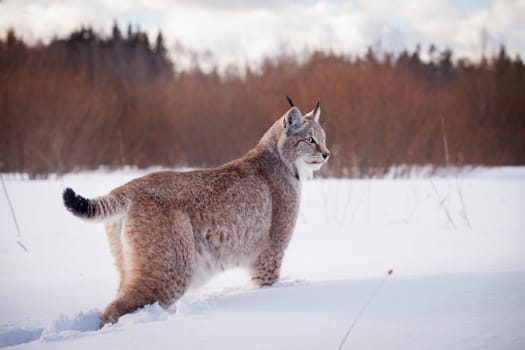 Beautiful Eurasian bobcat, lynx lynx, in winter field