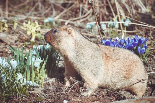 The bobak marmot in autumn park, Marmota bobak, or steppe marmot