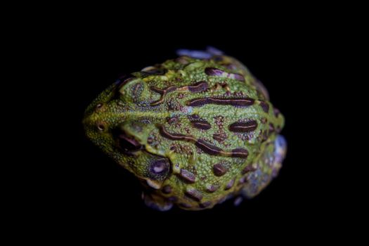 The African bullfrog, Pyxicephalus adspersus, isolated on black background