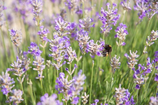 striped bumblebees and bees collect nectar and pollinate purple lavender flowers, Summer sunny day, floral background, beautiful in nature. High quality photo