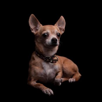 Chihuahua, 11 years old, isolated on the black background