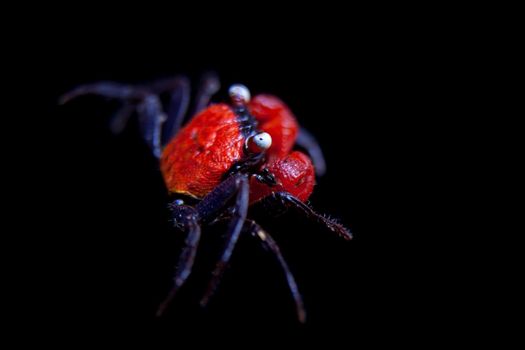 Little Red devil Crab, Geosesarma hagen, isolated on black background