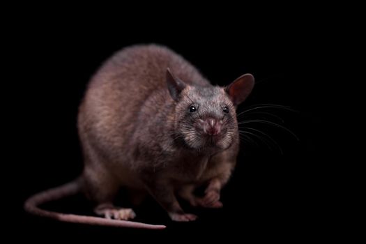 Gambian pouched rat, Cricetomys gambianus, isolated on black background