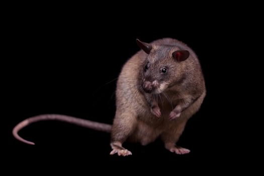 Gambian pouched rat, Cricetomys gambianus, isolated on black background